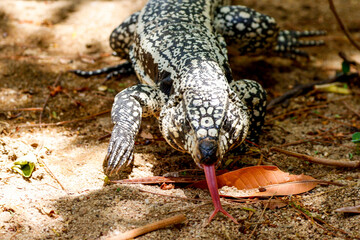 tegu salvator merianae showing its forked tongue.