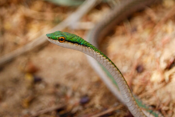 buoy bluebird, leptophis ahaetulla, caatinga snake.