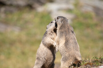 two adorable alpine marmots playing together