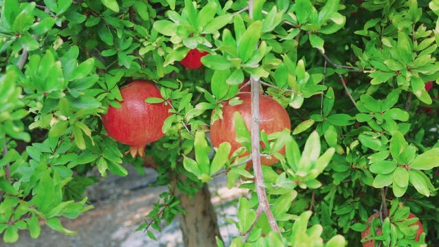 Wild ripe pomegranate On A Tree, Home garden, Pomegranate tree at sunshine day.