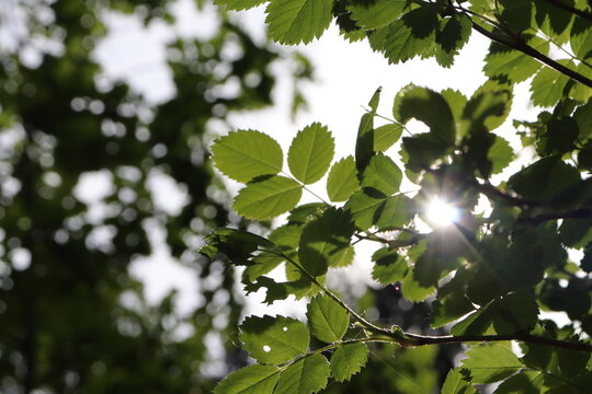 Sun shines throught small leaves in the park