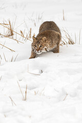 Bobcat (Lynx rufus) Stalks Forward Head Down Winter