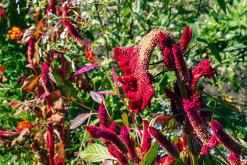 Crested Cockscomb Flower, scientifically known as Celosia argentea cristata have resemblance to a...