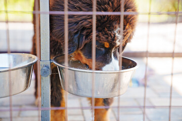 Bernese Mountain Dog in the enclosure of the courtyard of a private house. 