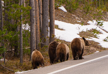 BEAR WALKING IN TO THE ROAD IN YELLOWSTONE