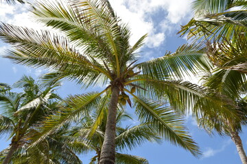 palmera2