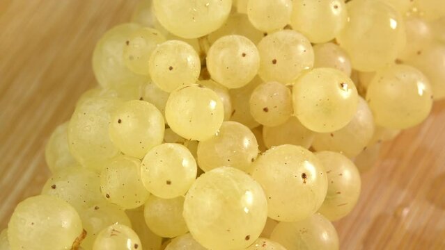 Fresh bunches of grapes of sultana sort or seedless grape rotate as background. Grape close up, concept winemaking, wine production, vine variety