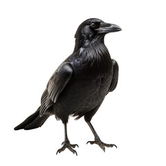 Fototapeta premium A black bird perched on a white floor