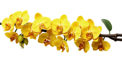 Branch of yellow orchid flowers isolated on transparent - Powered by Adobe