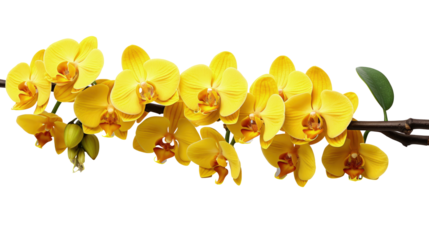 Branch of yellow orchid flowers isolated on transparent