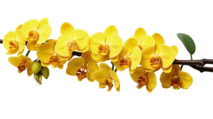Plexiglas foto achterwand Branch of yellow orchid flowers isolated on transparent © Jean Isard