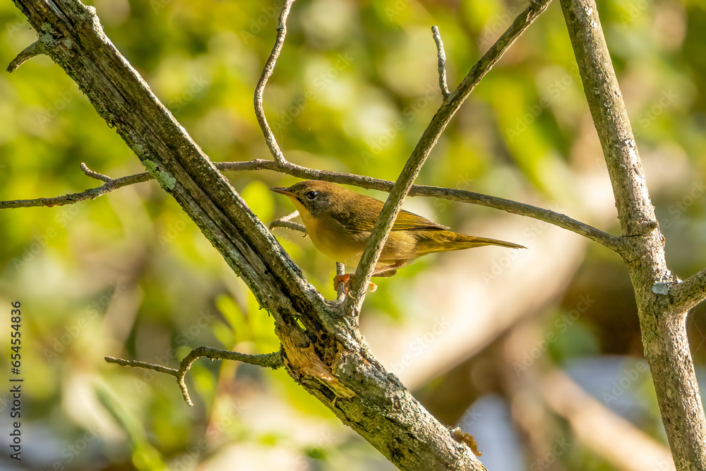 Sticker yellow bird on branch