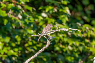 bird on a branch