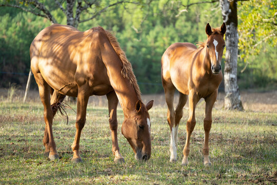 Horse and pony grazing in front a forest / un cheval et un poney p&acirc;turant devant une for&ecirc;t 