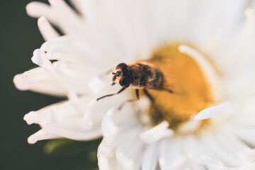 Flying honey bee collecting bee pollen from white flower. Bee collecting honey.