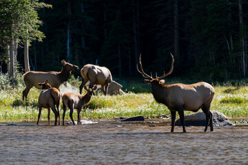 Elk in Mills Lake - Colorado