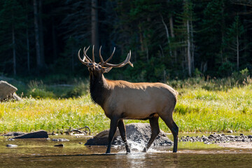 Bull Elk in Mountain Lake