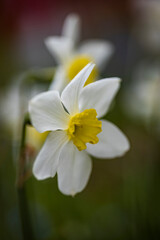 daffodil flowers in a flower bed in the park