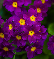 primrose flowers in a flower bed in the park