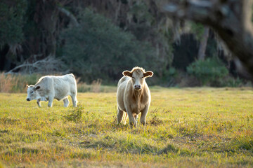 Feeding of cattle on farmland grassland. Milk cows grazing on green farm pasture on warm summer day