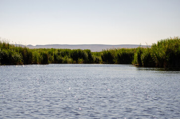 reeds on the lake and lake view, Sultan Reeds, Kayseri