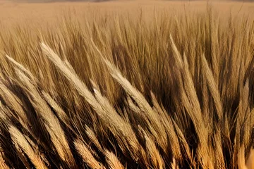 Foto op Aluminium hyper-realistic macro photo shoot of dry grass on the savanna © Barlian