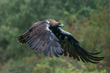 Iberian imperial eagle in flight