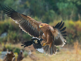 Iberian imperial eagle in flight - obrazy, fototapety, plakaty