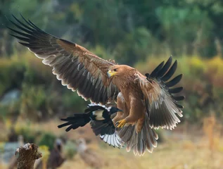 Foto op Plexiglas Iberian imperial eagle in flight © fsanchex