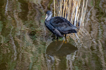 the duck in the lake