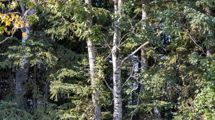 Fototapeta premium moss on the tree