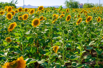 sunflower field in the meadow