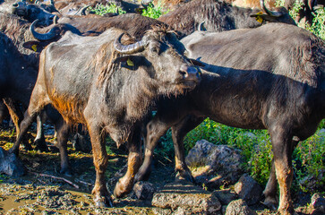 Herd of buffaloes bathing in the lake