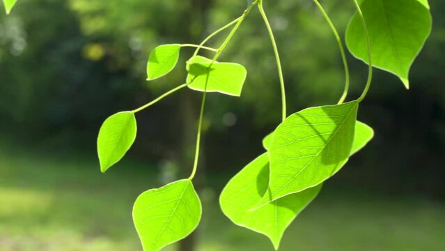 Chinese tallow leaves in backlight