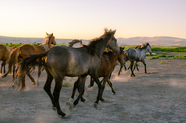 Yılkı horses in Kayseri Turkey