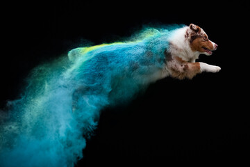 Australian shepherd dog in holi powder