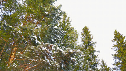 Beautiful forest with Christmas trees on winter day. Clip. Walk through spruce forest in winter. Snow on coniferous trees in forest on winter day