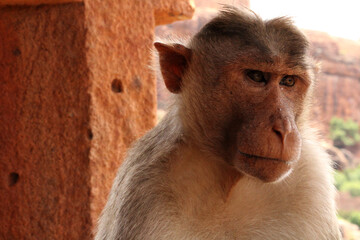 Bonnet Macaque Monkey Portrait