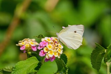ランタナの蜜を懸命に吸うモンシロチョウ