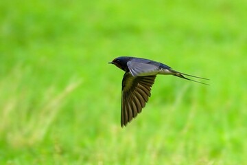 グリーンバックに高速で飛ぶツバメの飛翔シーン