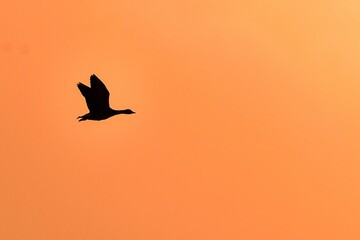夕焼けに染まる空をバックに飛ぶマガン