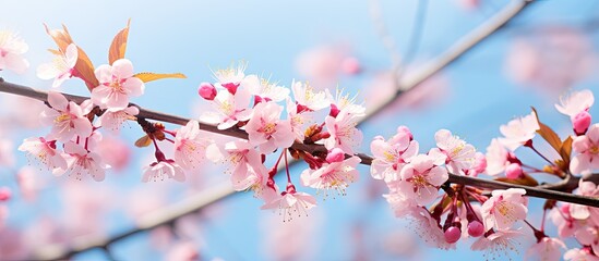 Beautiful pink cherry blossoms on tree under blue sky during spring season flora pattern texture nature floral background
