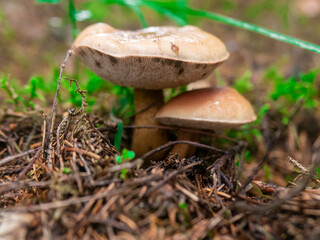 Beautiful mushroom hog growing in the grass color