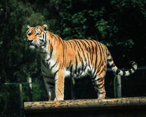 Wildlife Tiger free