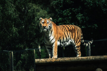 Wildlife Tiger free