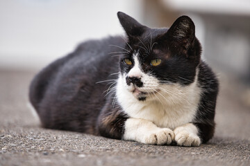 Hokkaido,Japan - September 8, 2023: A black-and-white cat resting on a concrete floor
