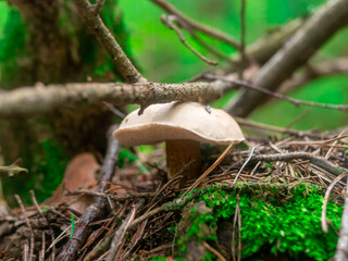 Beautiful mushroom hog growing in the grass color