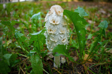 Coprinus comatus, commonly known as the shaggy ink cap, lawyer's wig, or shaggy mane, is a common fungus often seen growing on lawns, along gravel roads and waste areas.