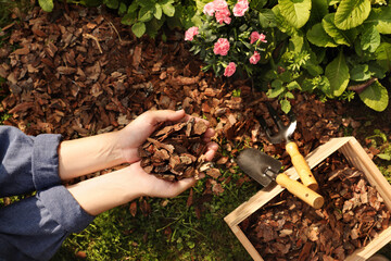 Woman mulching beautiful flowers with bark chips in garden, top view