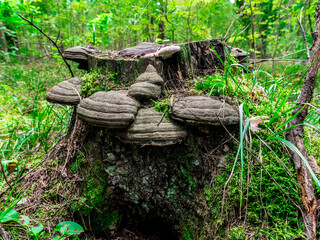 beautiful chaga mushrooms grow on the trunk of a tree